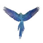 noya rao - logo